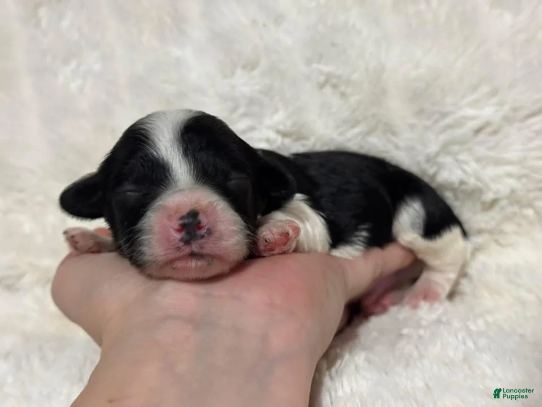 Cavapoo dogs for sale: Abe - Ad 1