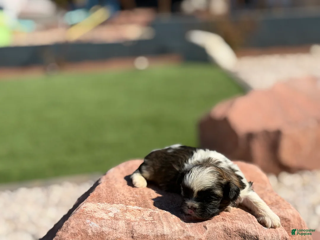 Shih Tzu dogs for sale: Toby - Ad 2