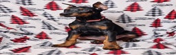 Doberman Pinscher dogs for sale: Zena - Ad 4