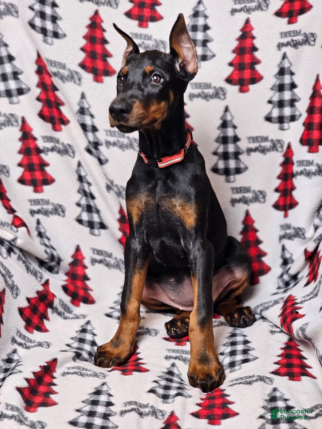 Doberman Pinscher dogs for sale: Zena - Ad 4