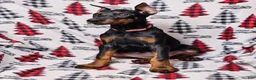 Doberman Pinscher dogs for sale: Zena - Ad 4
