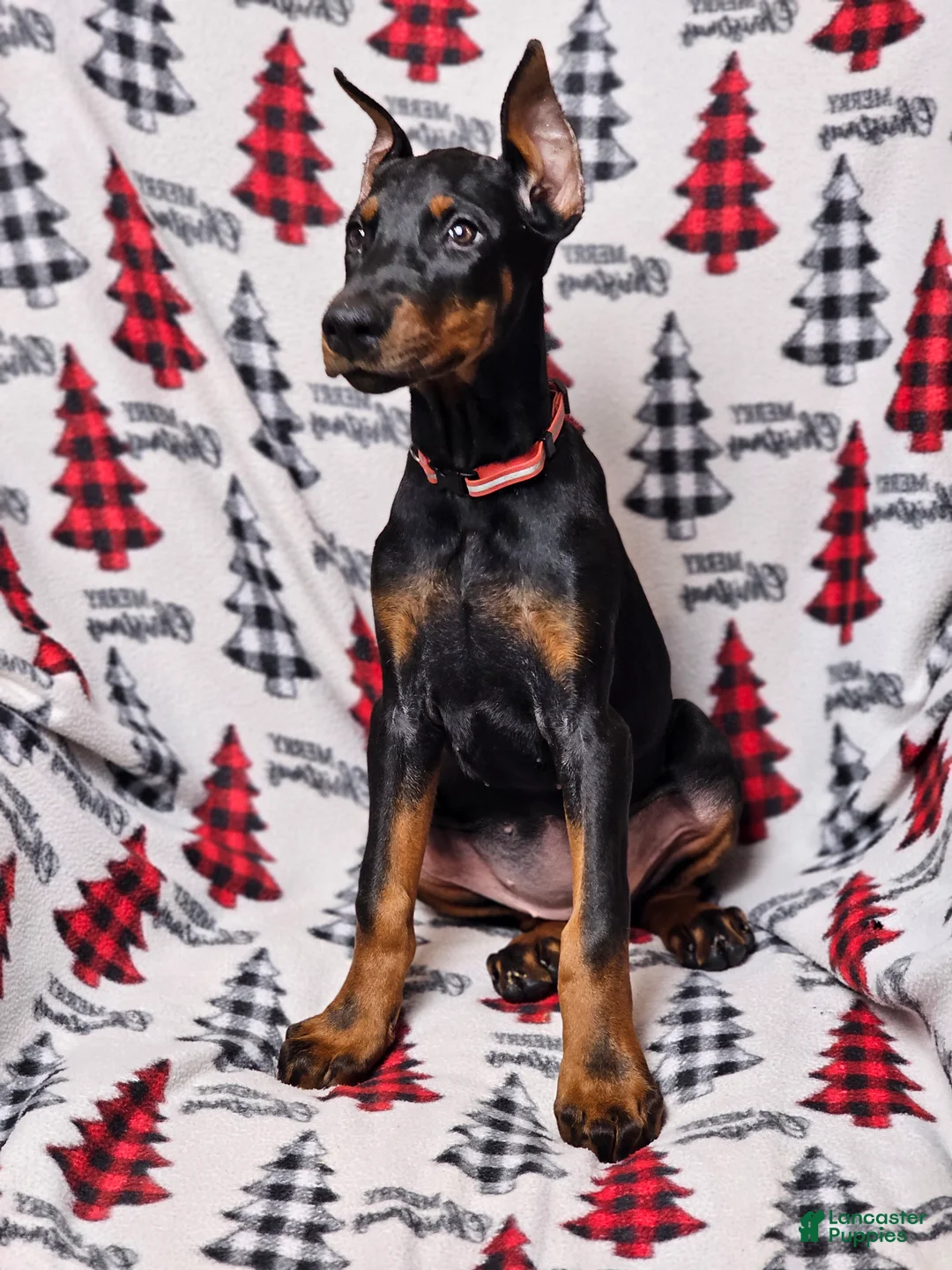 Doberman Pinscher dogs for sale: Zena - Ad 4