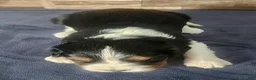 Cavalier King Charles Spaniel dogs for sale: #1 Male (Lori's) - Ad 4