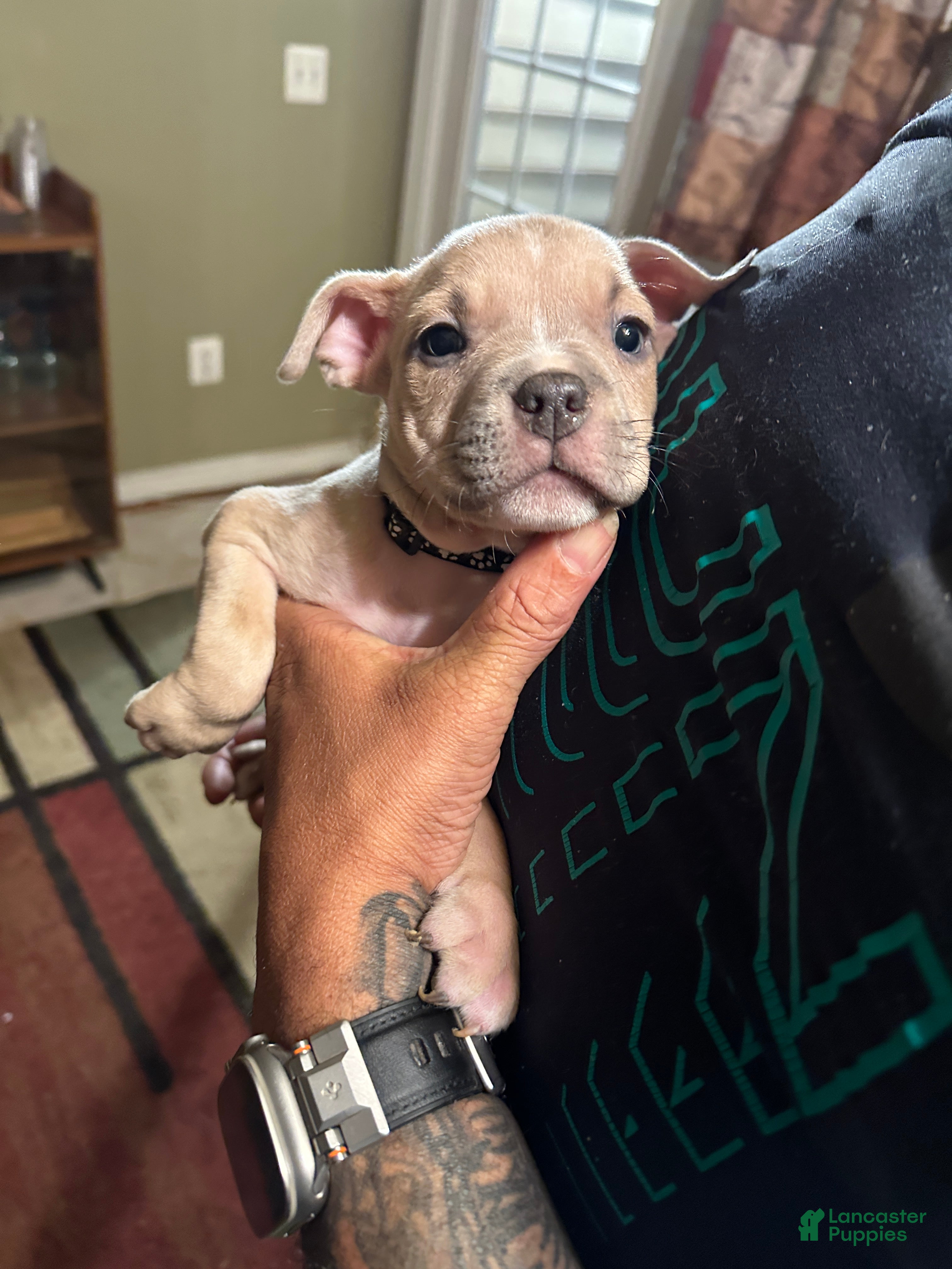 American Bully Puppies for sale in Quarryville, Pennsylvania