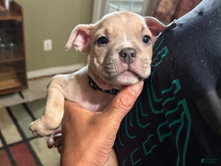 American Bully dogs - Ad 22