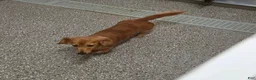 Miniature Dachshund dogs for sale: Harper - Ad 12
