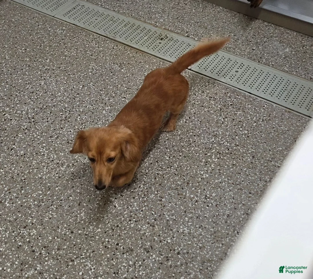 Miniature Dachshund dogs for sale: Harper - Ad 12