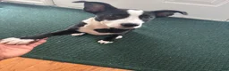 American Pit Bull Terrier dogs for stud: Mookie - Ad 1