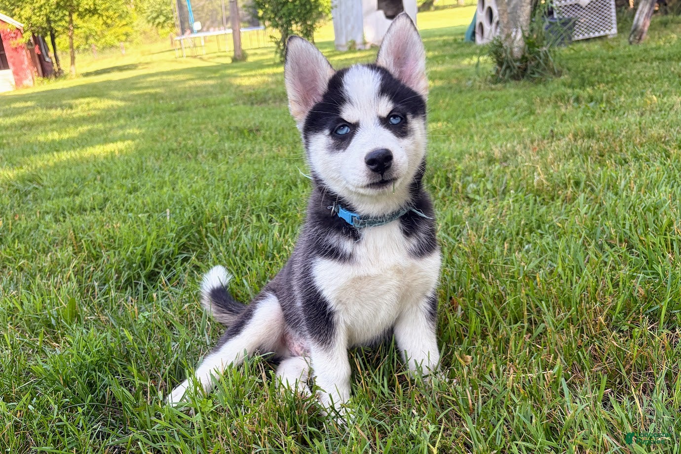 Pomsky dogs Clover - Ad 1