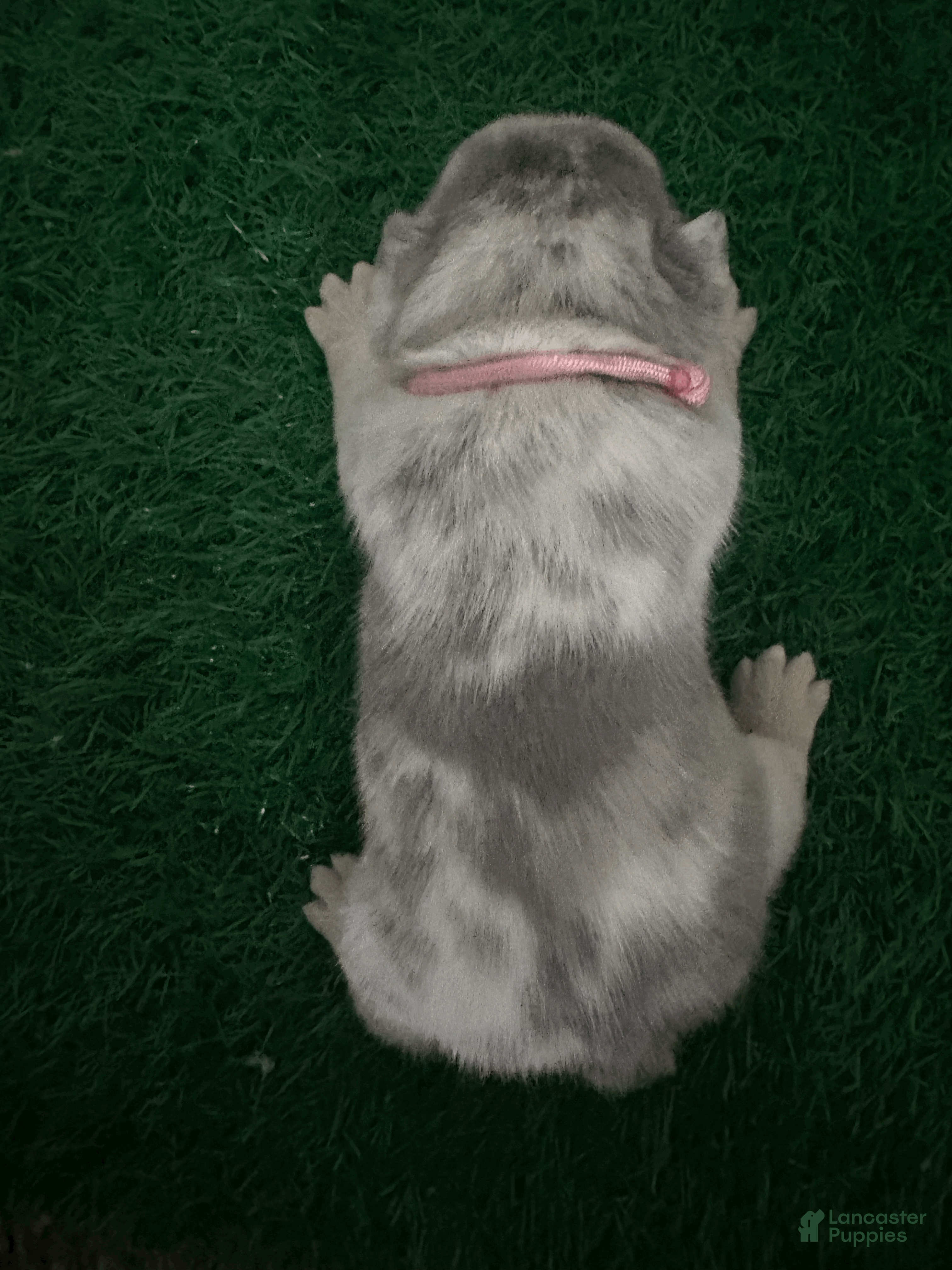 French Bulldog dogs Junie - Ad 25