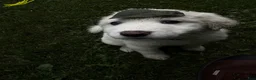 Great Pyrenees dogs for sale: Great Pyrenees pup - Ad 2