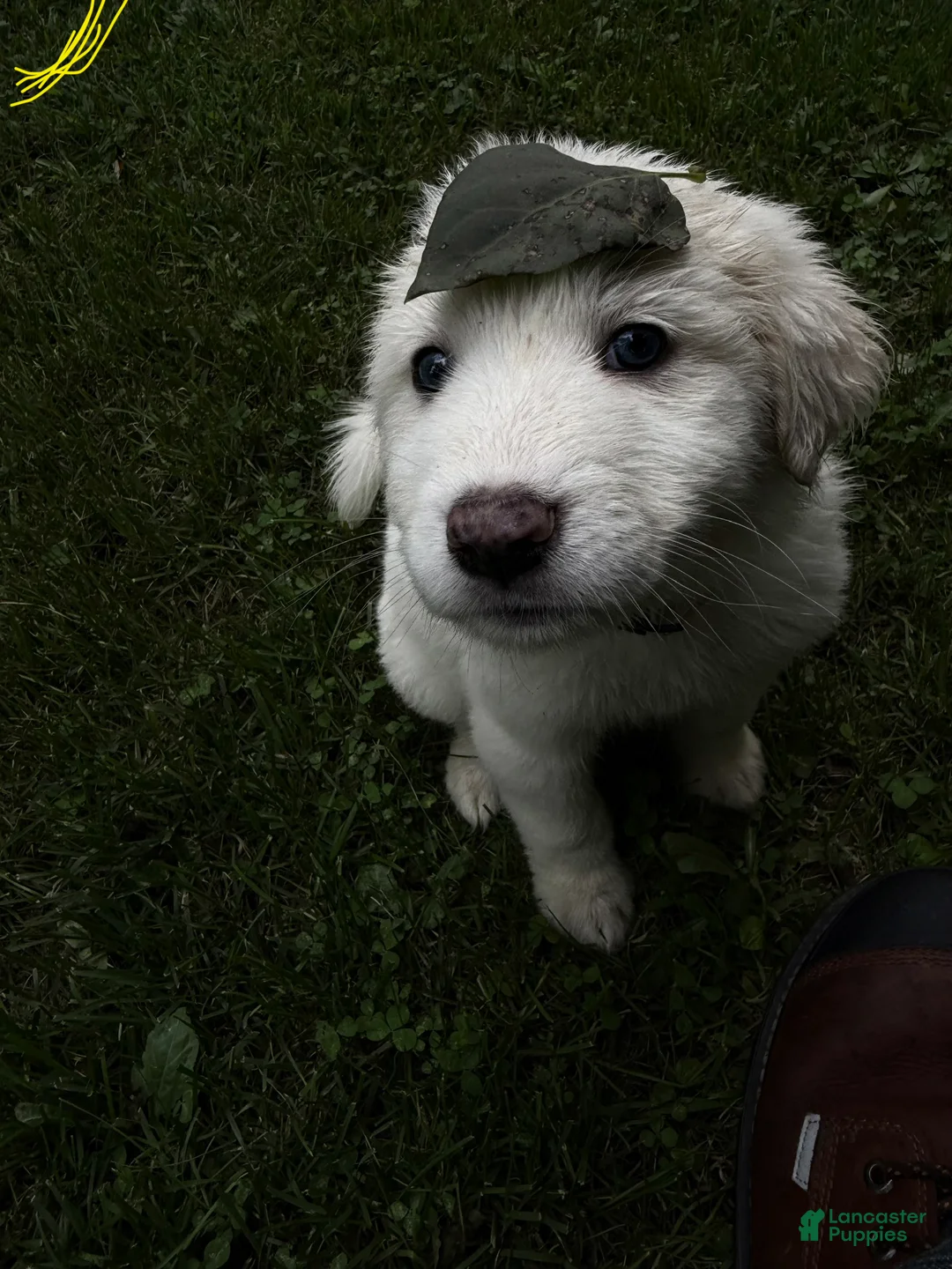 Great Pyrenees dogs for sale: Great Pyrenees pup - Ad 2