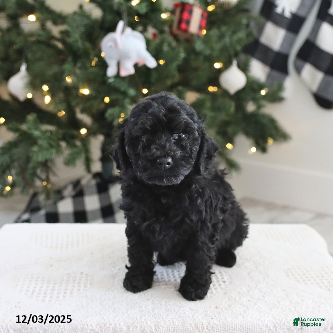 Cockapoo dogs for sale: Nova - Ad 3