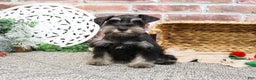Miniature Schnauzer dogs for sale: Princeton - Ad 7