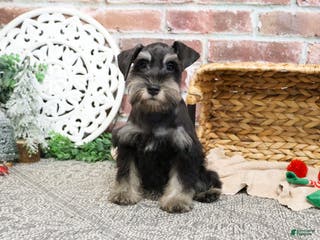 Miniature Schnauzer dogs Princeton - Ad 41