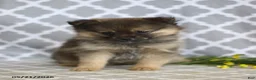 Pomeranian dogs for sale: Goldilocks - Ad 5