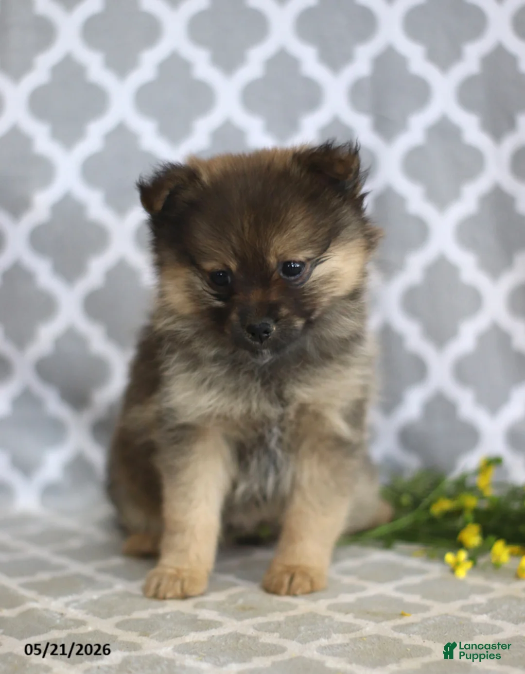 Pomeranian dogs for sale: Goldilocks - Ad 5