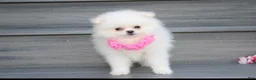 Pomeranian dogs for sale: Reese - Ad 4