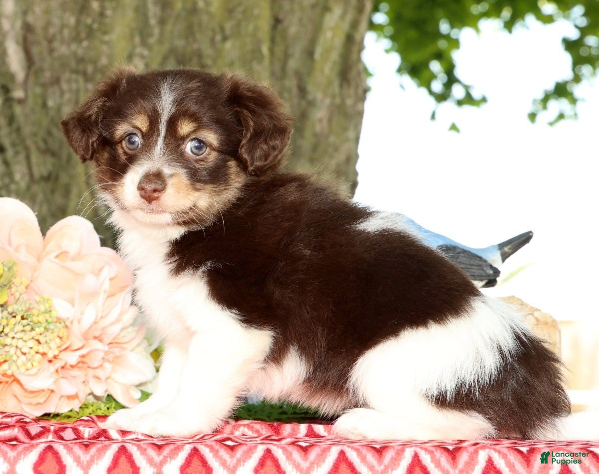 Havanese dogs for sale: Margie - Ad 6
