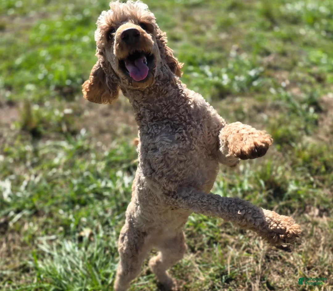 Cavapoo dogs for sale: Turquosie - Ad 7