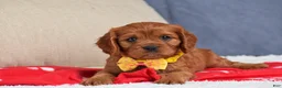 Cavapoo dogs for sale: Fiona - Ad 7