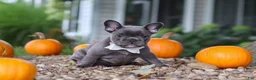 French Bulldog dogs for sale: Haven - Ad 3