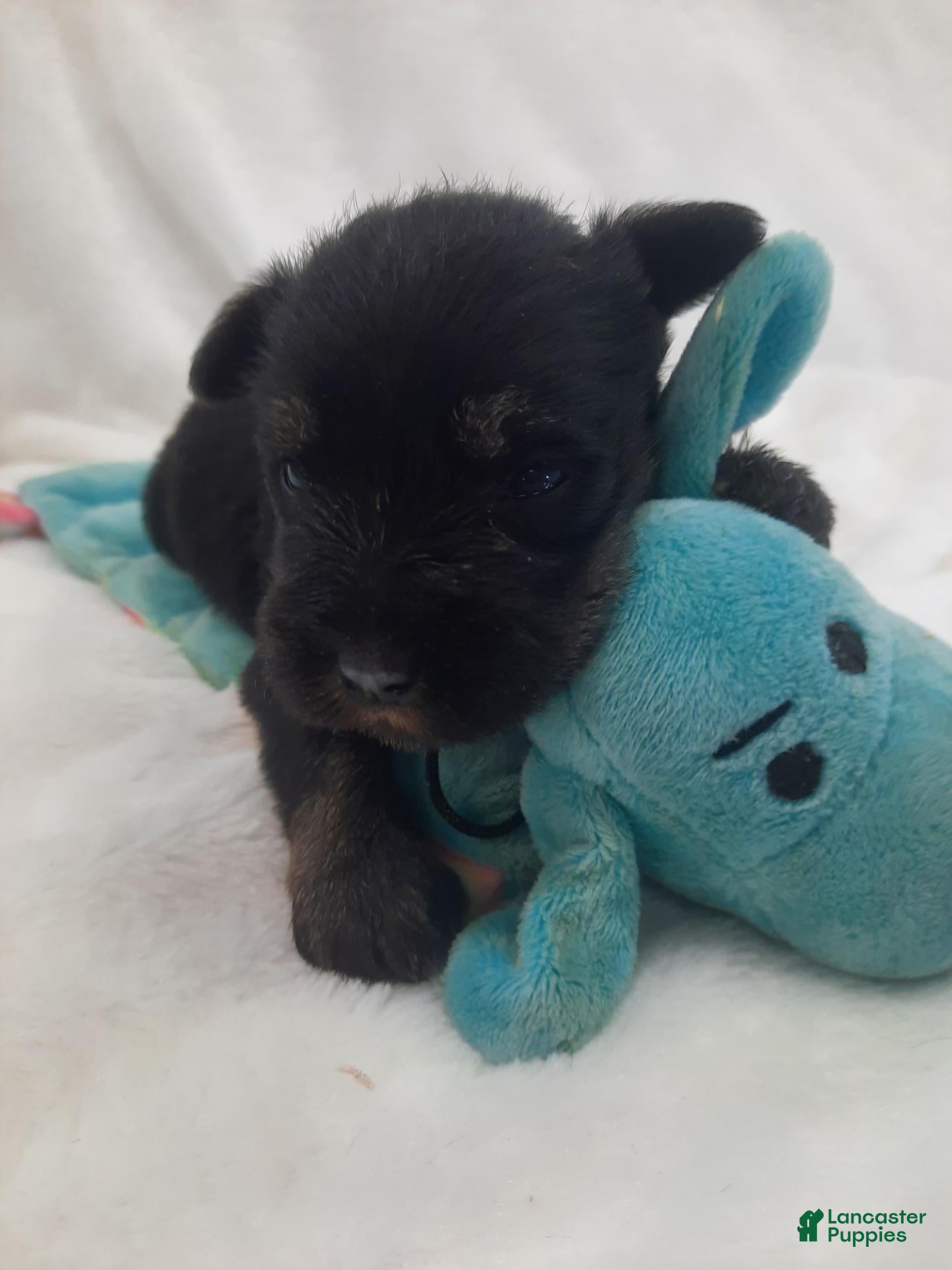 Miniature Schnauzer dogs AKC Peanut - Ad 1
