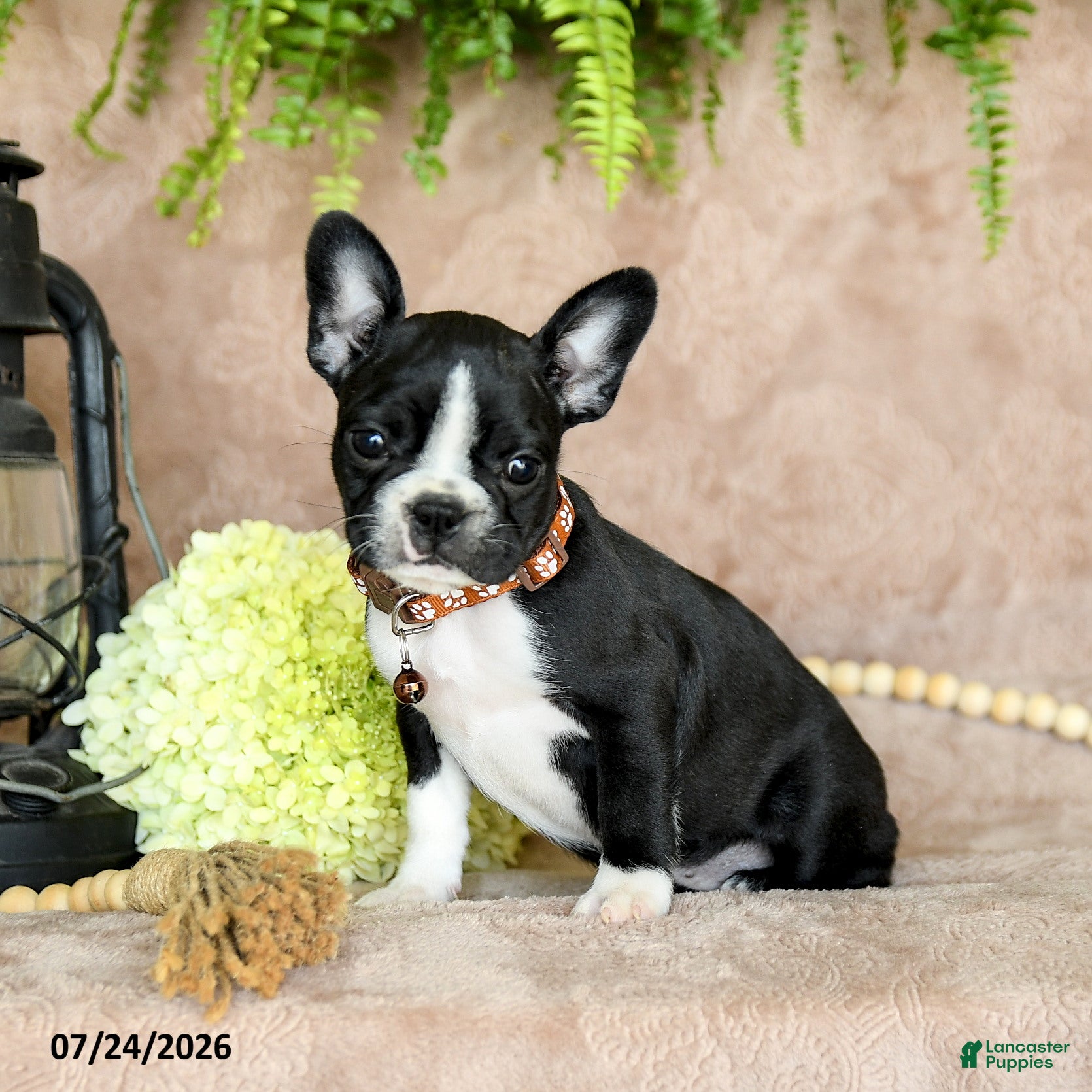 Boston Terrier dogs Dolly - Ad 1