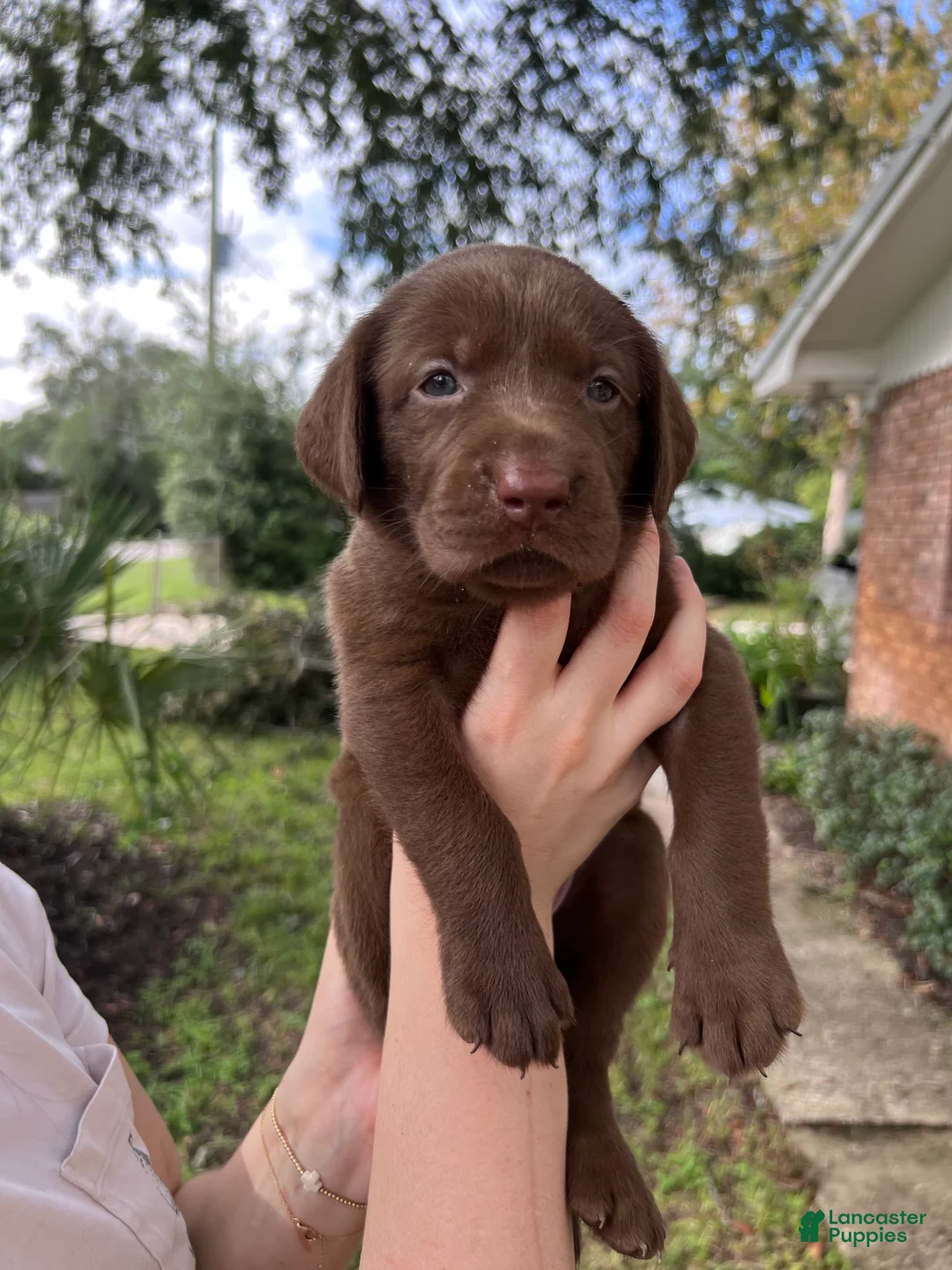 Labrador Retriever dogs for sale: Lime - Ad 1