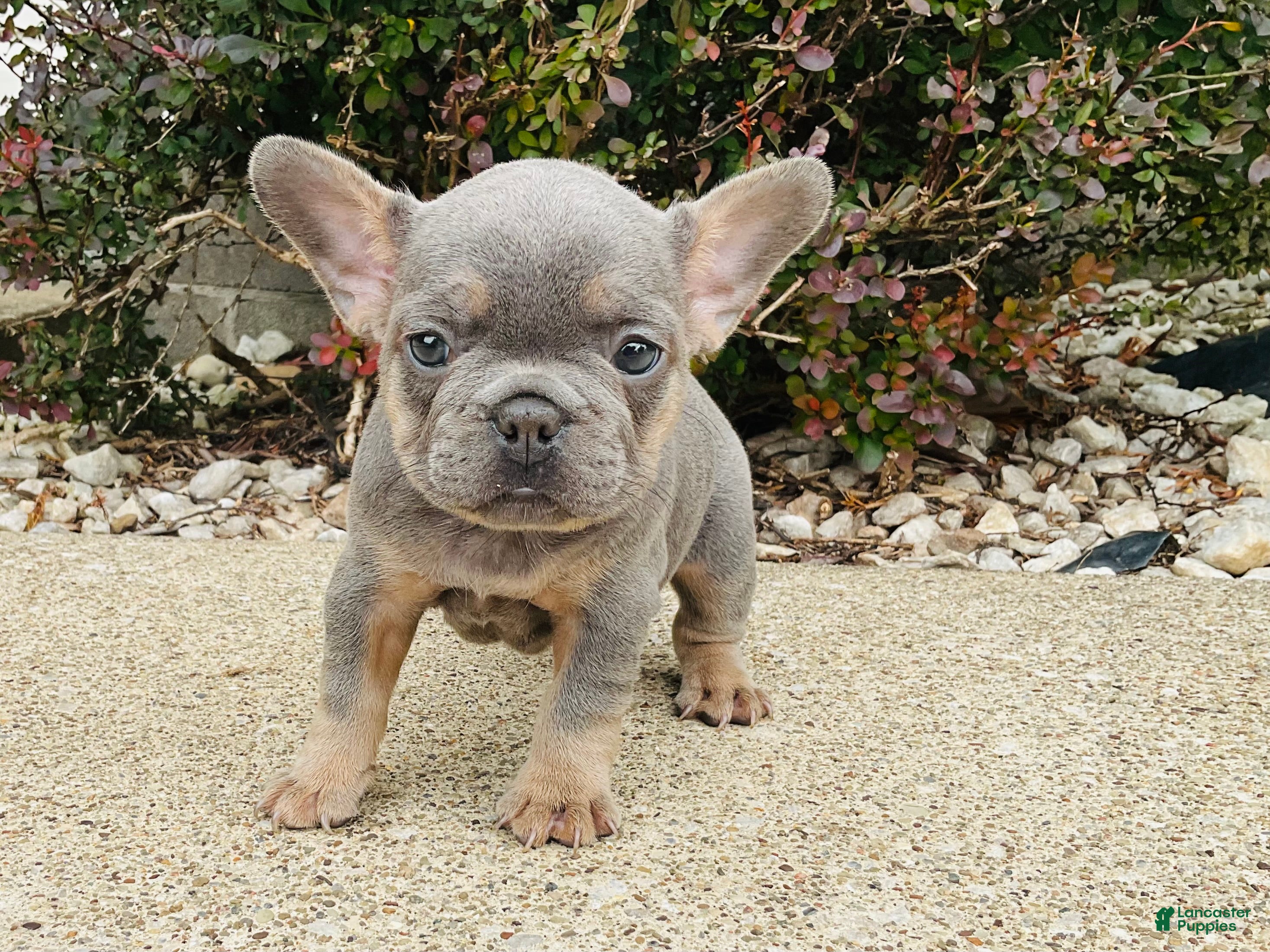 French Bulldog dogs Ruby - Ad 1