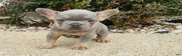 French Bulldog dogs for sale: Ruby - Ad 1