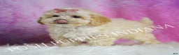 Maltipoo dogs for sale: Tutu - Ad 6