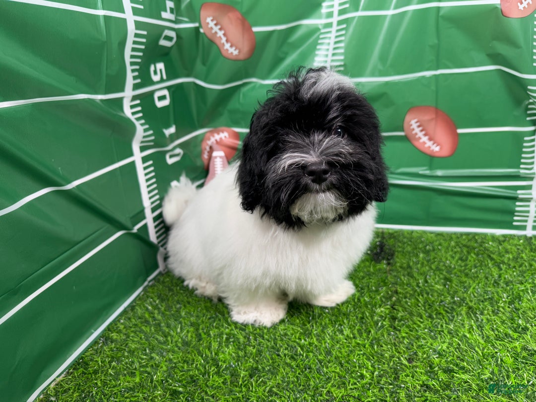 Havanese dogs for sale: Havanese Puppy 1 - Ad 12