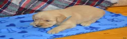 Golden Retriever dogs for sale: Milo - Ad 1