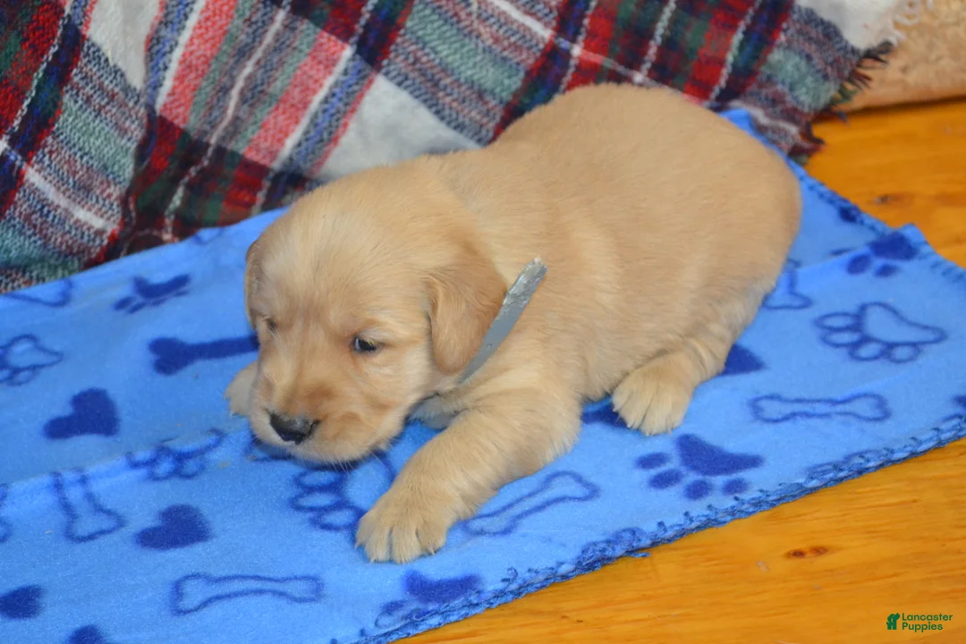 Golden Retriever dogs for sale: Milo - Ad 1