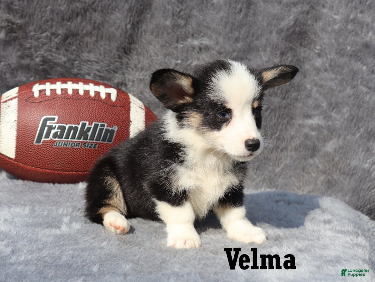 Welsh Corgi Pembroke dogs Velma - Ad 1