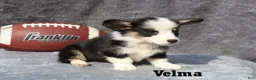 Welsh Corgi Pembroke dogs for sale: Velma - Ad 1