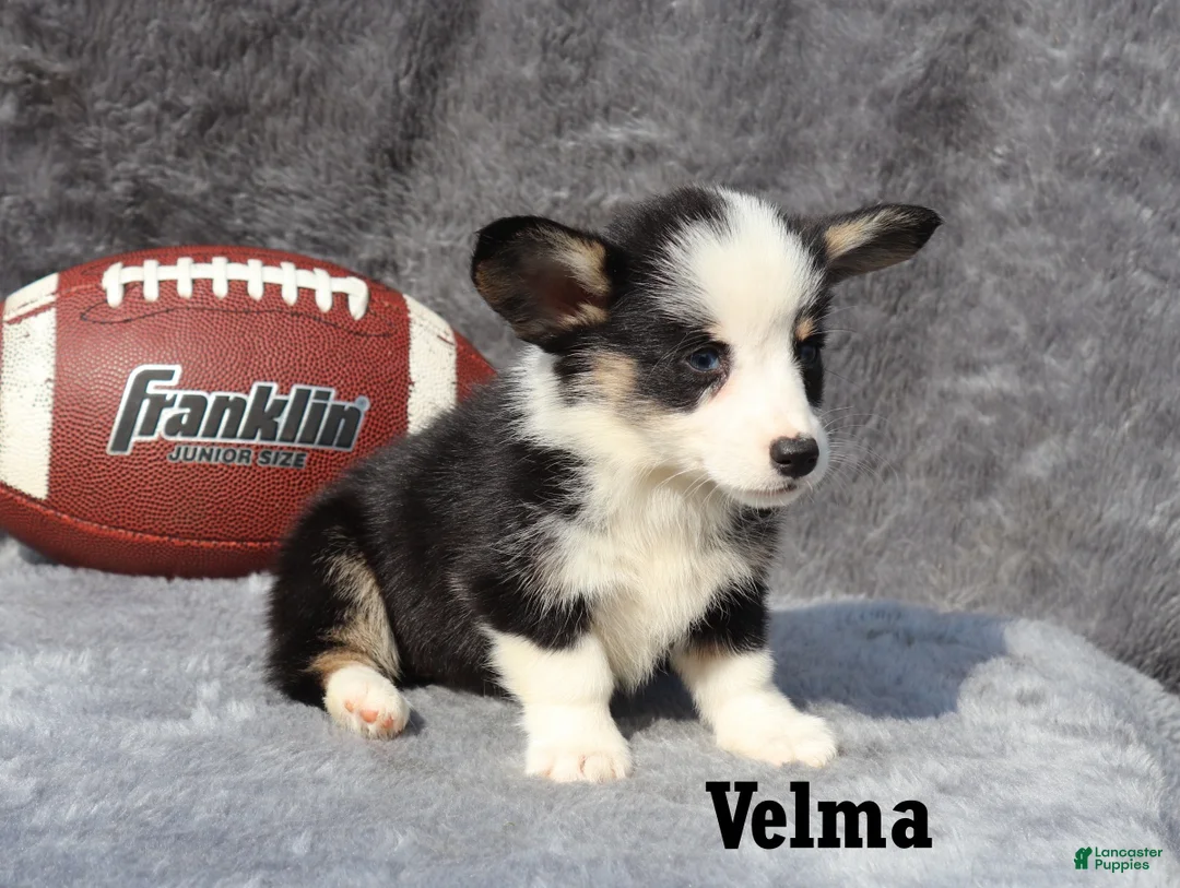 Welsh Corgi Pembroke dogs for sale: Velma - Ad 1