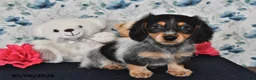 Miniature Dachshund dogs for sale: Ollie - Ad 1