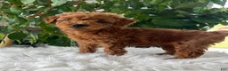 Mini Goldendoodle dogs for sale: Carolina - Ad 4
