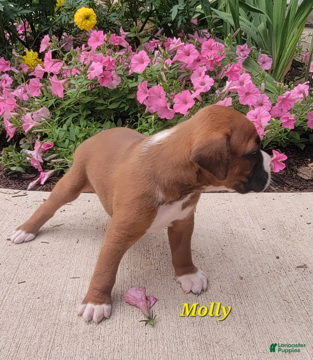 Boxer dogs for sale: Molly - Ad 2