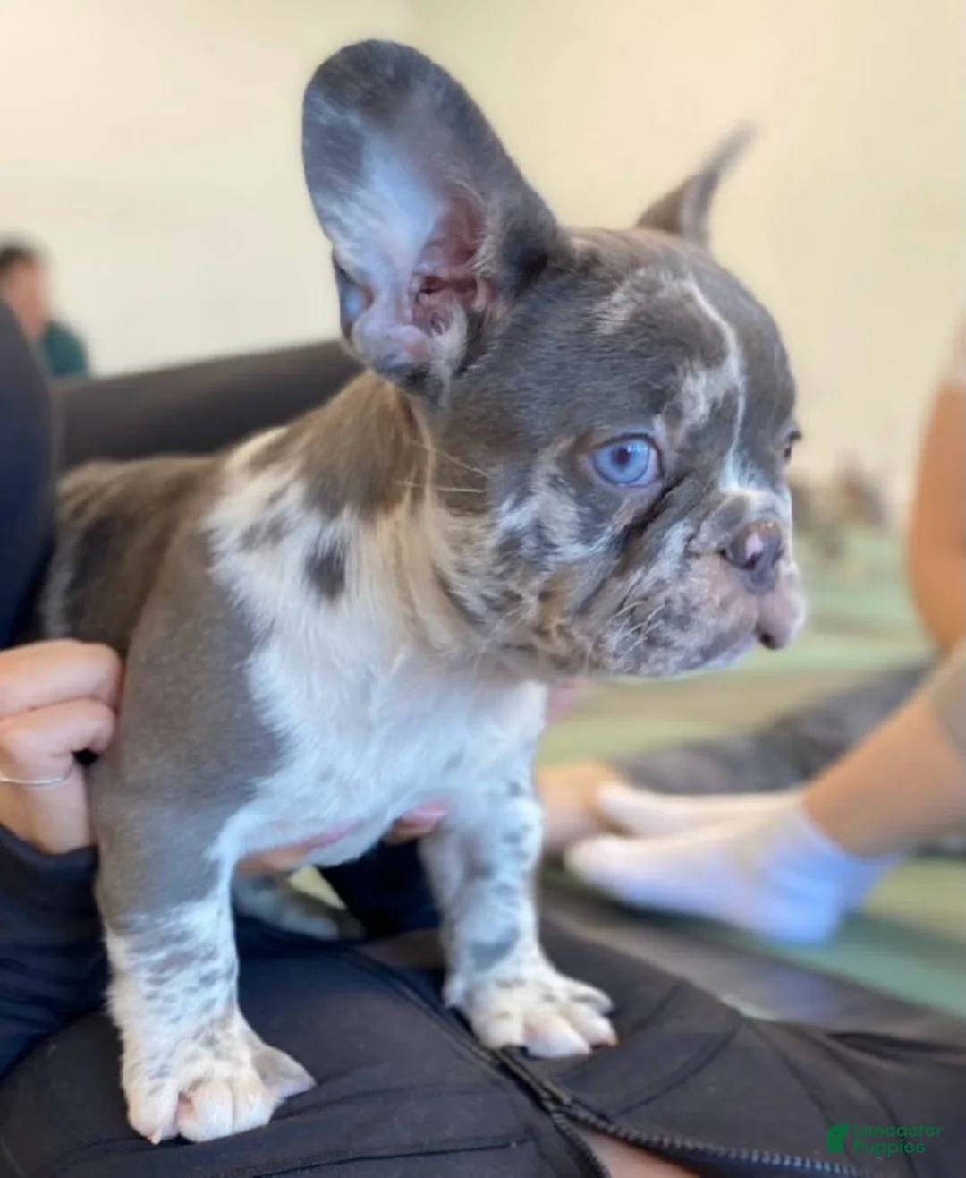 French Bulldog dogs for sale: Valencia - Ad 2