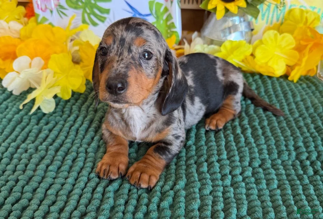 Miniature Dachshund dogs for sale: Razzle - Ad 1