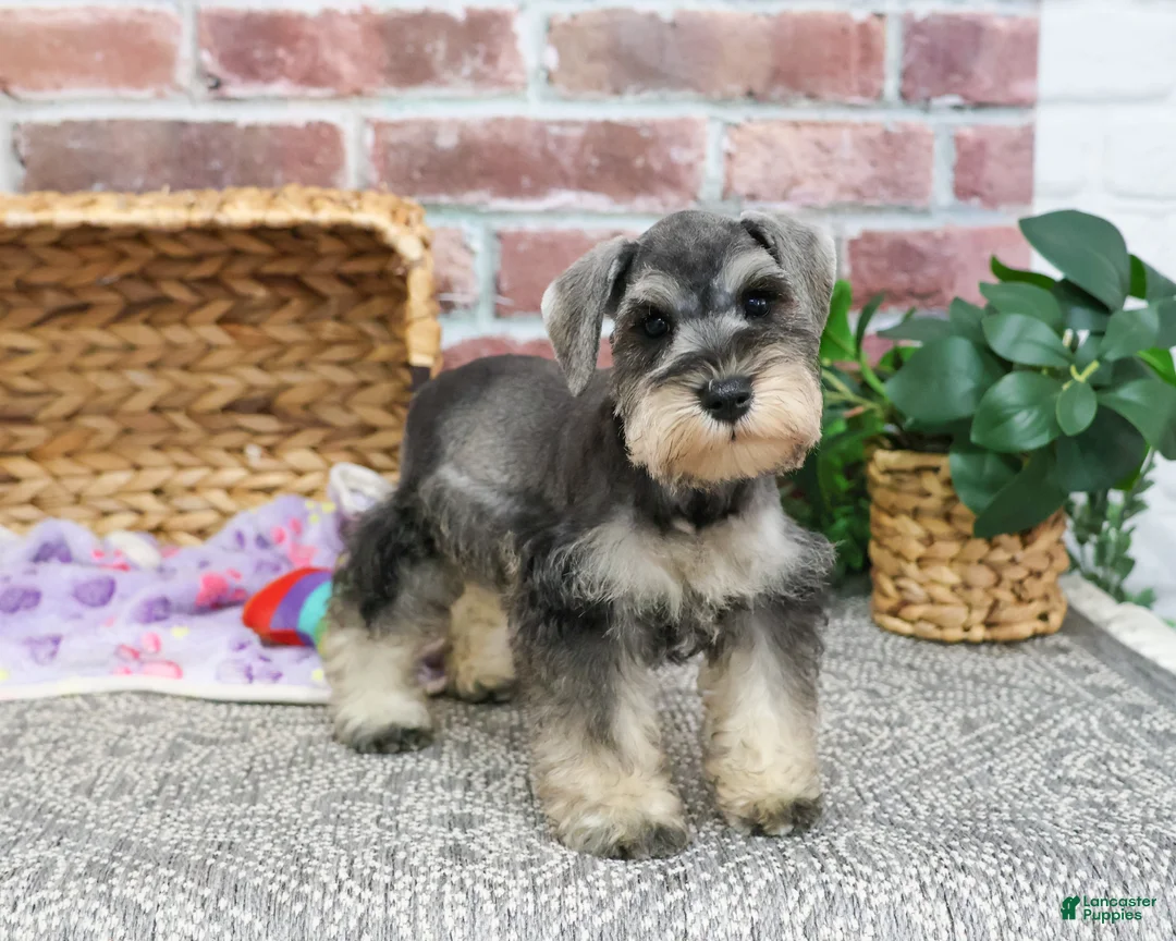 Miniature Schnauzer dogs for sale: Maria  - Ad 2