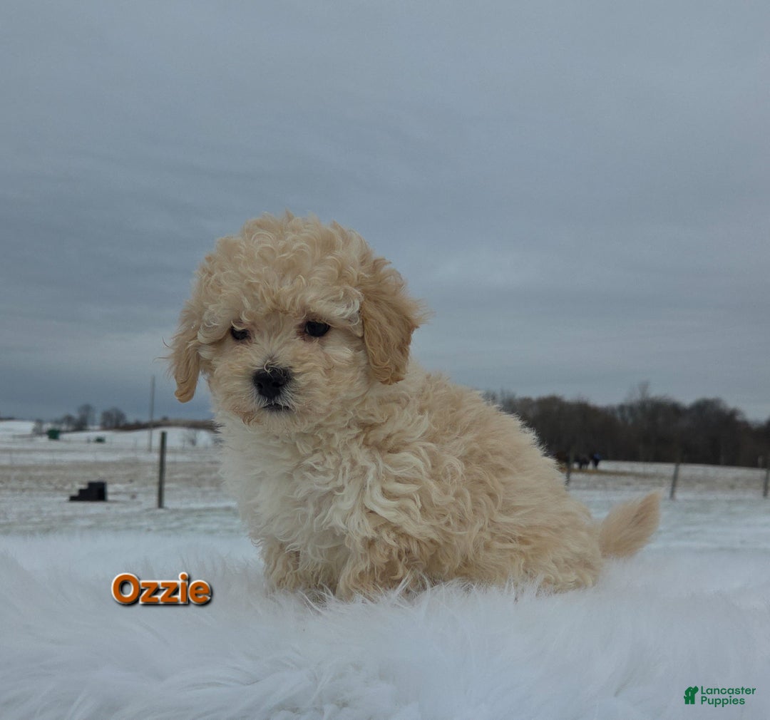 Maltipoo dogs for sale: Ozzie - Ad 1