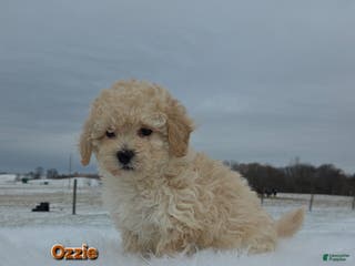 Maltipoo dogs for sale: Ozzie - Ad 4