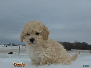 Maltipoo dogs Ozzie - Ad 42