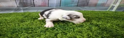 Miniature Australian Shepherd dogs for sale: Freedom - Ad 10