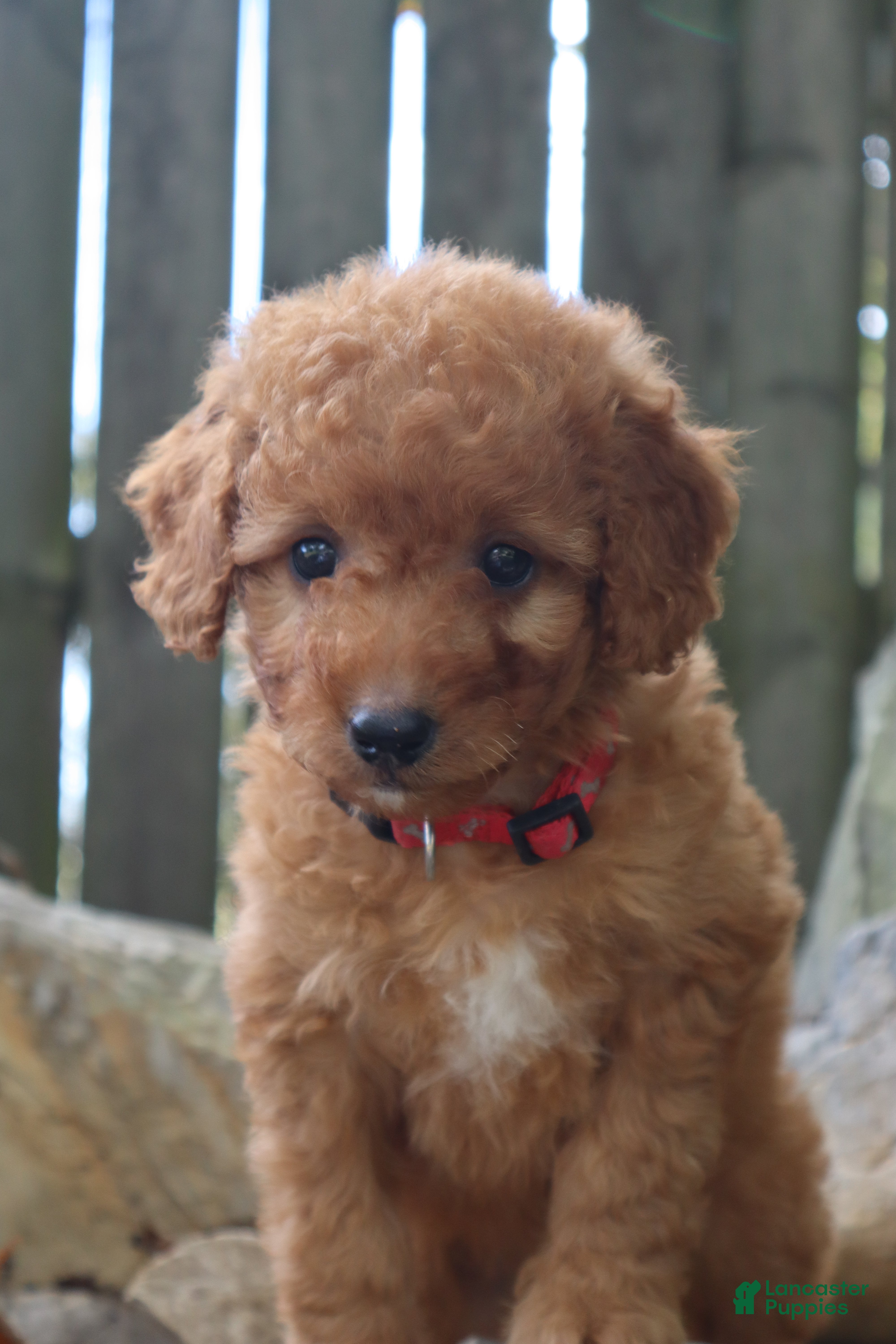 Mini Goldendoodle dogs Pumpkin - Ad 2