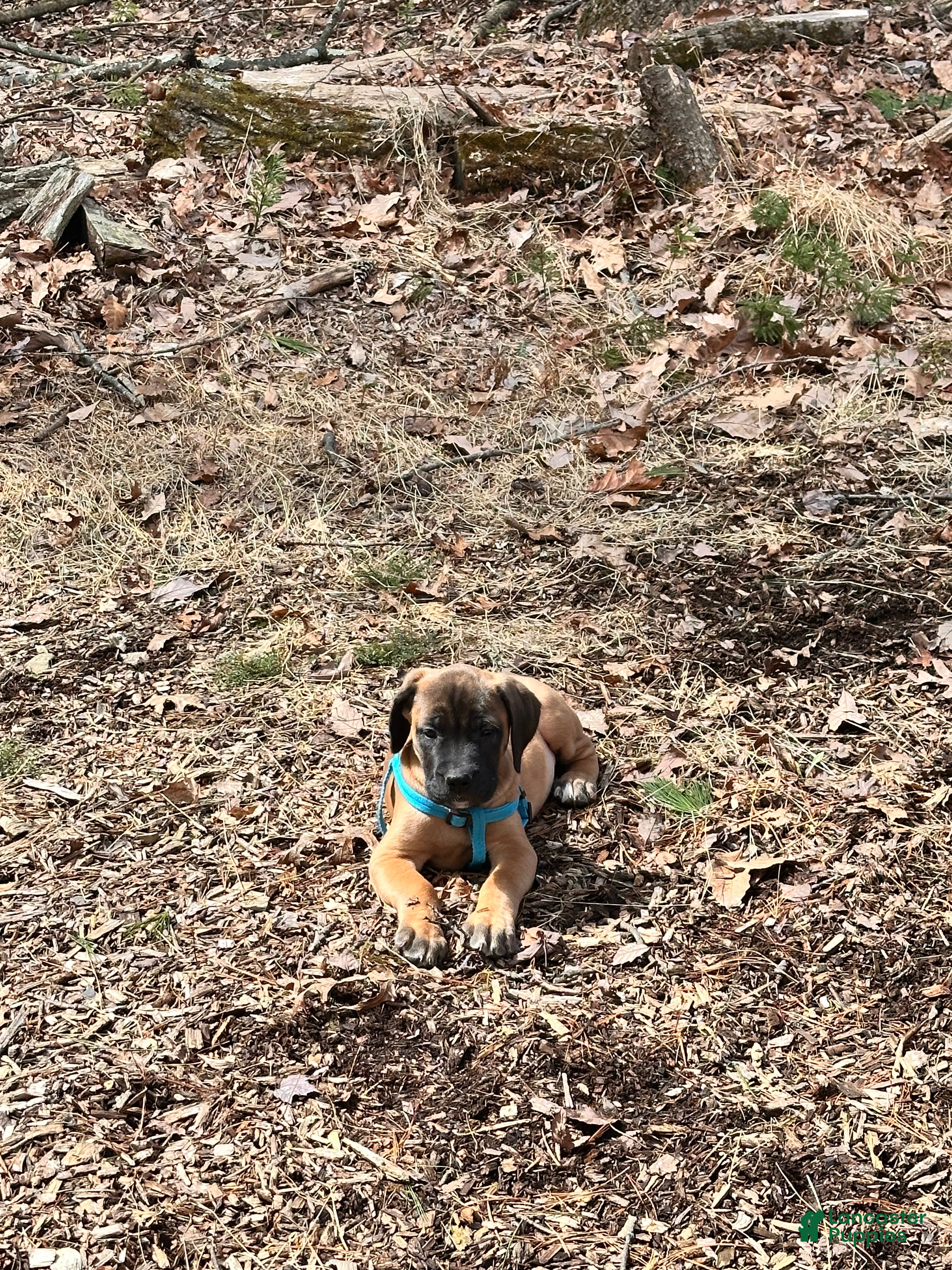 English Mastiff dogs English Mastiff Puppy 2 - Ad 24